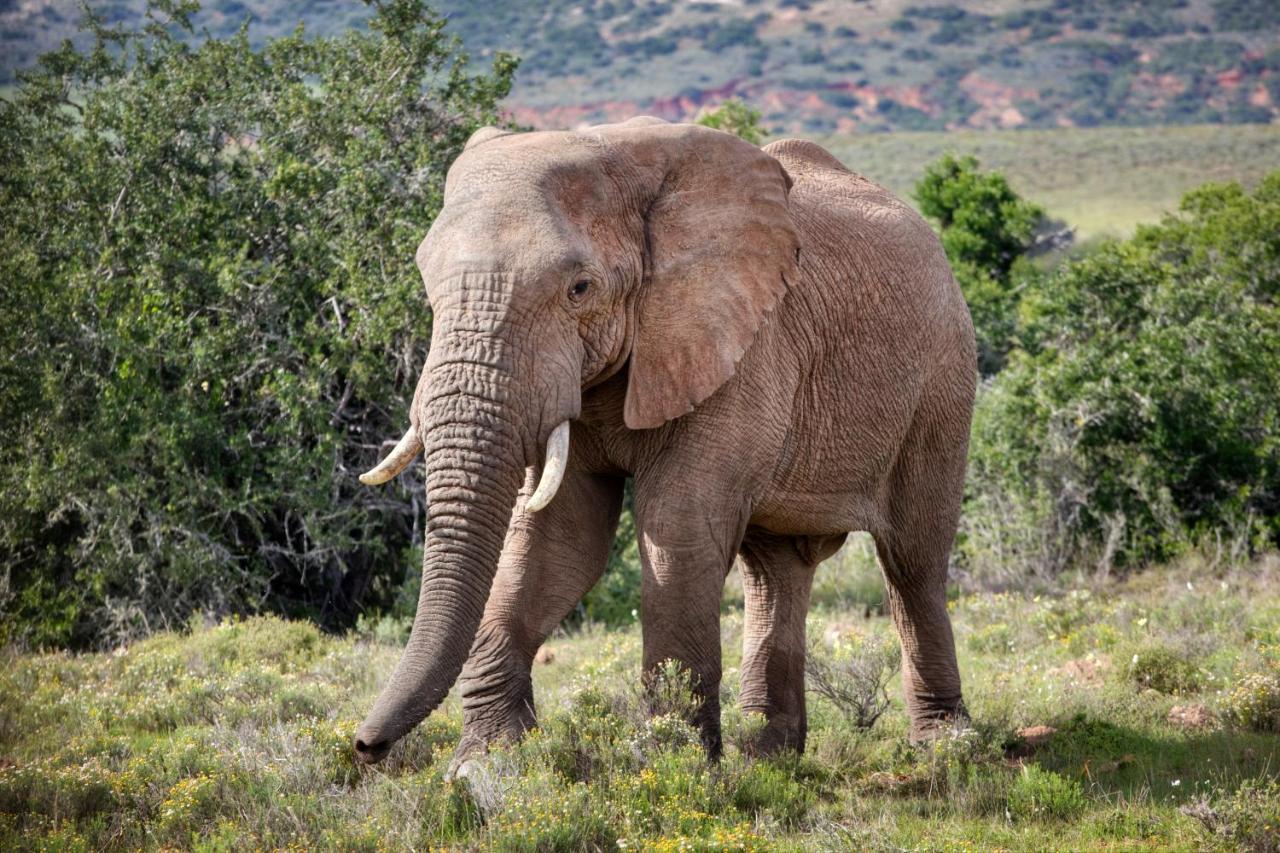 Bush Lodge - Amakhala Game Reserve Εξωτερικό φωτογραφία